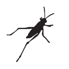 Grasshopper
